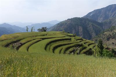 An Offering of Grain: The Agricultural and Spiritual Cycle of a Food System in the Kailash Sacred Landscape, Darchula, Far Western Nepal